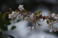桜・さくら・サクラ-7