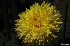 バードオブパラダイス