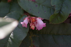西蔵王高原で花散歩‐イワナシ