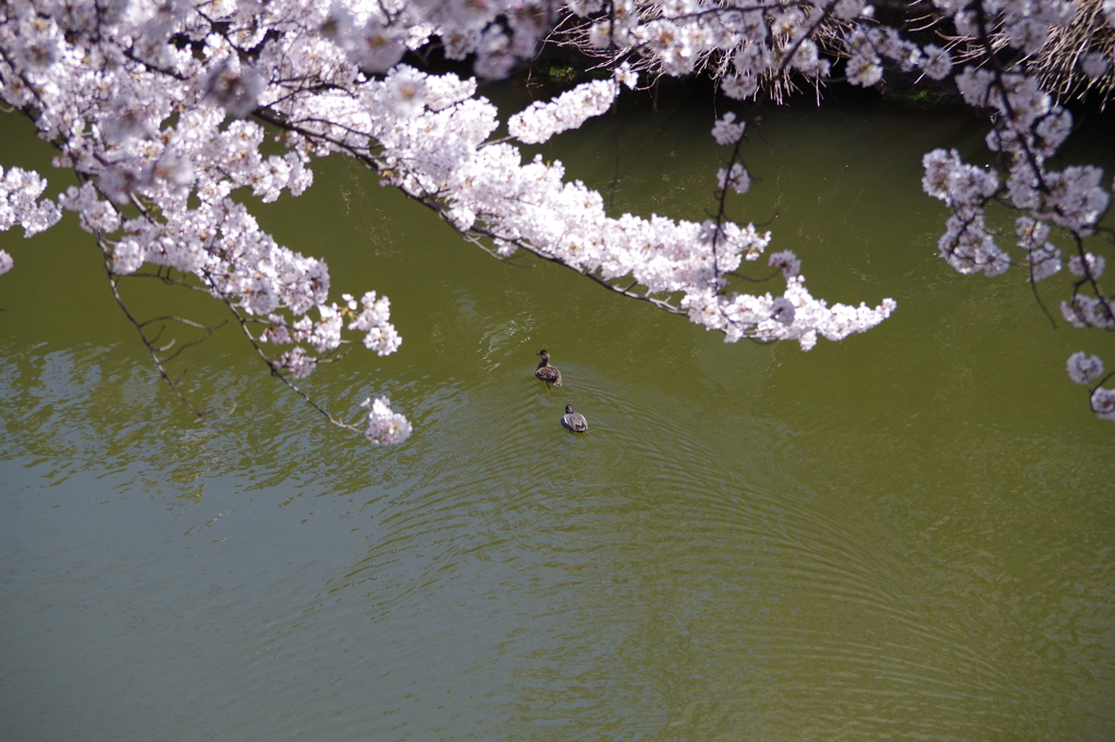 お堀の桜--6