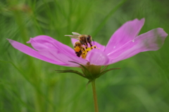 花散歩-コスモスにミツバチ飛来