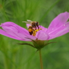 花散歩-コスモスにミツバチ飛来