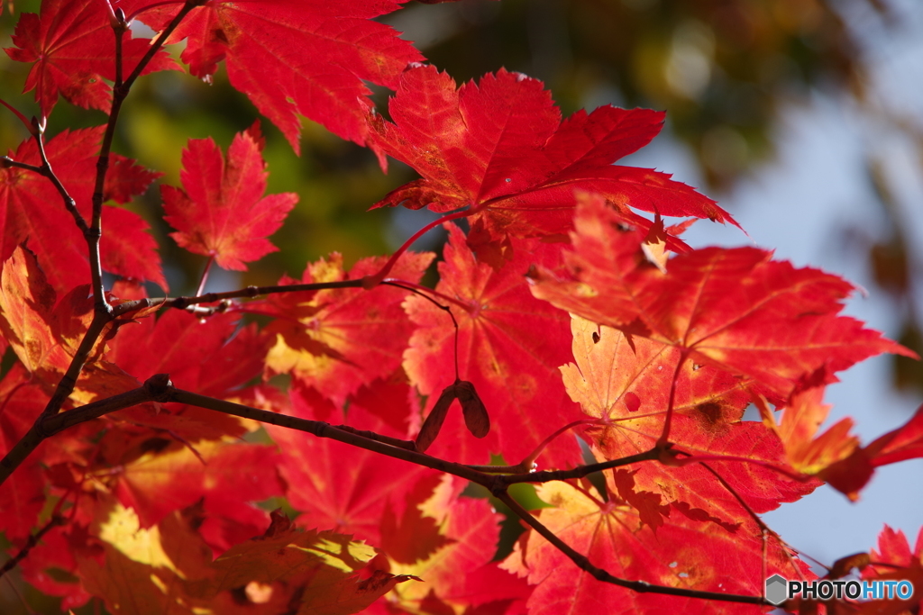 紅く燃えて