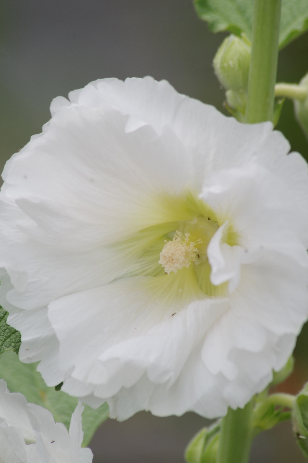 花散歩-立葵花色図鑑5