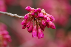 ちょっとお先に-寒緋桜2