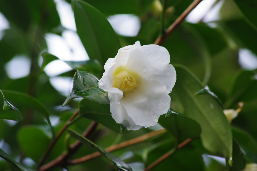 神代の椿-白侘助