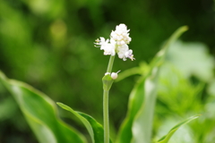 花散歩‐ヤブミョウガ