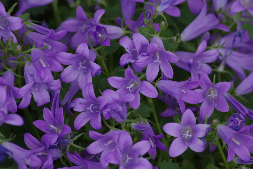 花散歩‐乙女桔梗