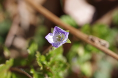 春の花見付けた-1