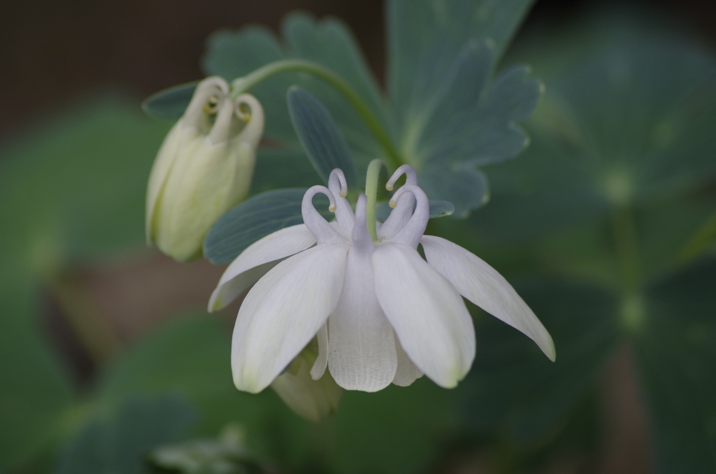 花散歩-白花深山苧環のうなじ