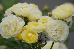 住宅街のバラ-4