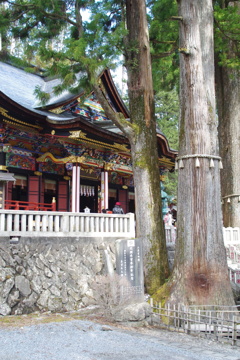 拝殿と神木