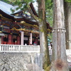 拝殿と神木