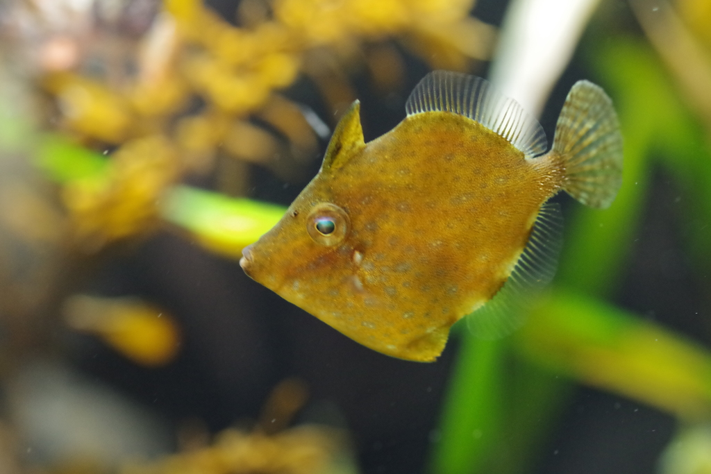 海の生き物図鑑‐アミメハギ