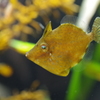 海の生き物図鑑‐アミメハギ