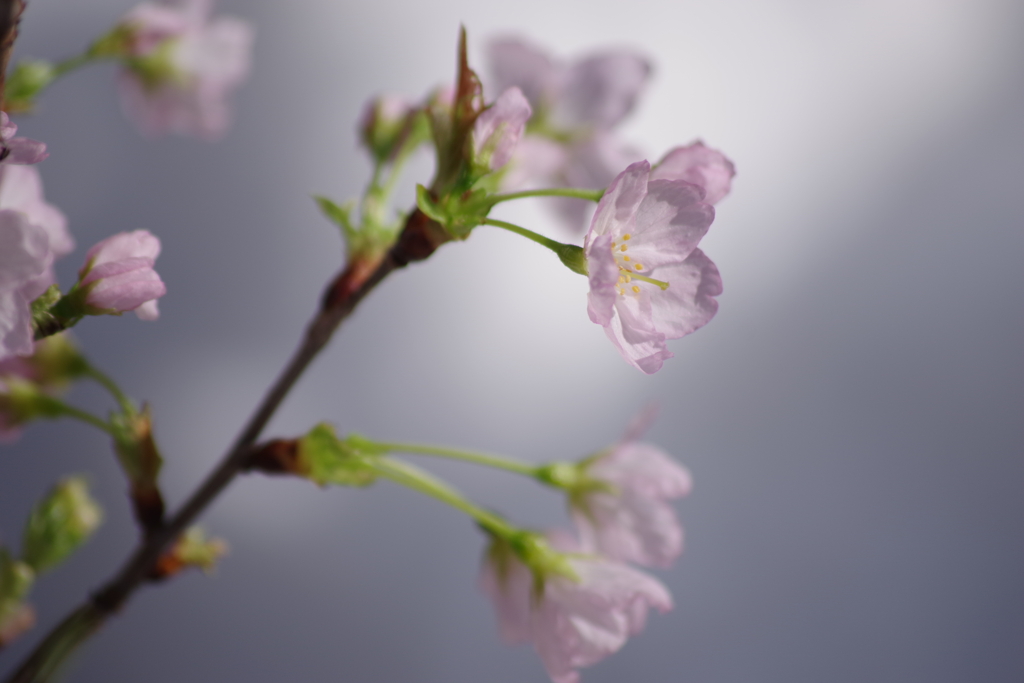 2019年の今頃-啓翁桜満開1