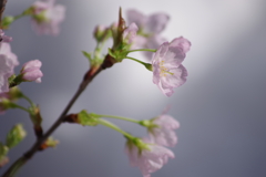 2019年の今頃-啓翁桜満開1