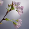 2019年の今頃-啓翁桜満開1