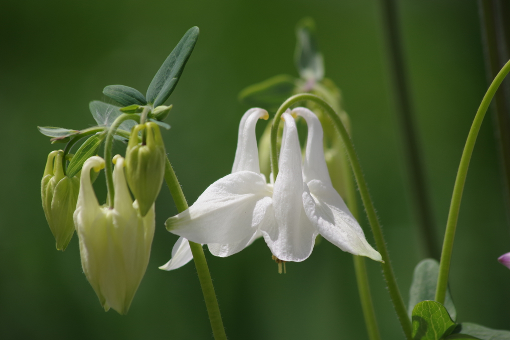 花散歩－白い苧環
