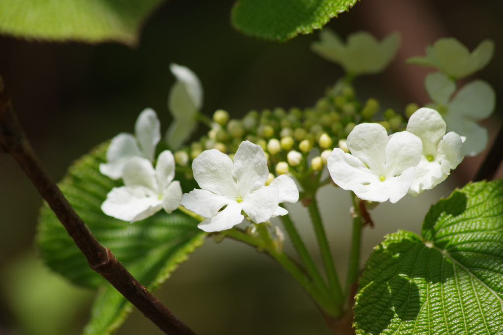 鳥海ブルーラインで花探し-オオカメノキ