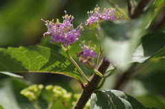 花散歩‐小紫