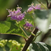 花散歩‐小紫