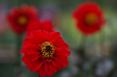 ジャパニーズビショップ