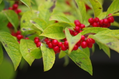 花散歩-ウメモドキ