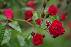 6/16 オレンジ メイアン ディナ