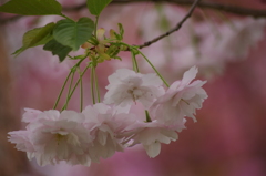 桜色・いろいろ21