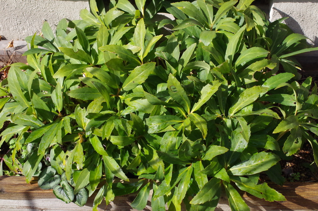 散髪前のクリスマスローズ