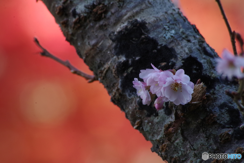 紅葉と十月桜2