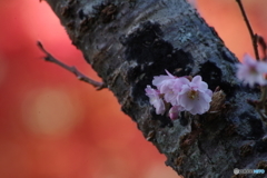 紅葉と十月桜2