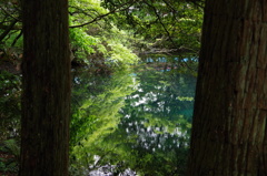 青と緑の丸池様-3