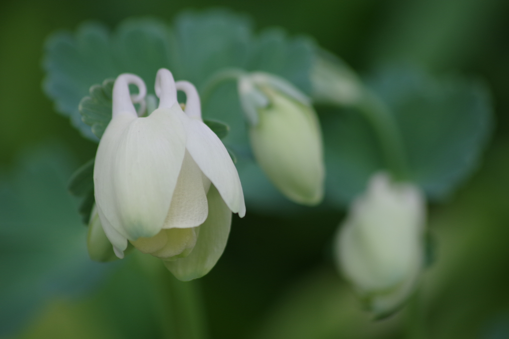 庭の片隅で‐深山苧環・白花