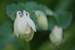 庭の片隅で‐深山苧環・白花