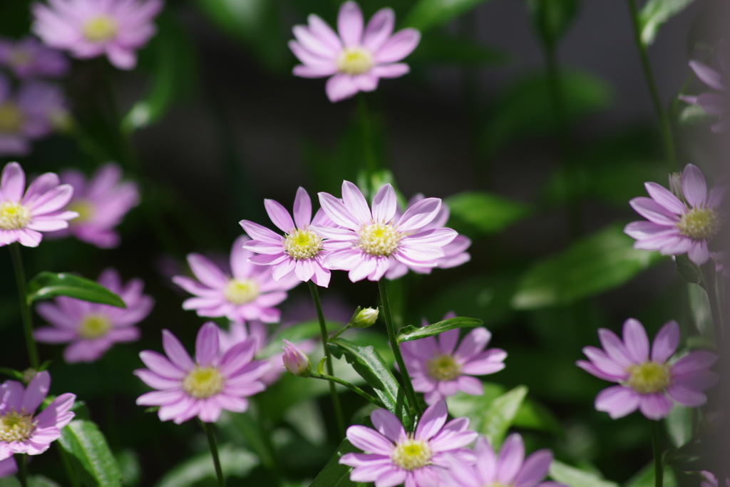 花散歩-ミヤコワスレ・桃