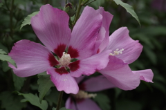 2018.7.14の花散歩‐槿