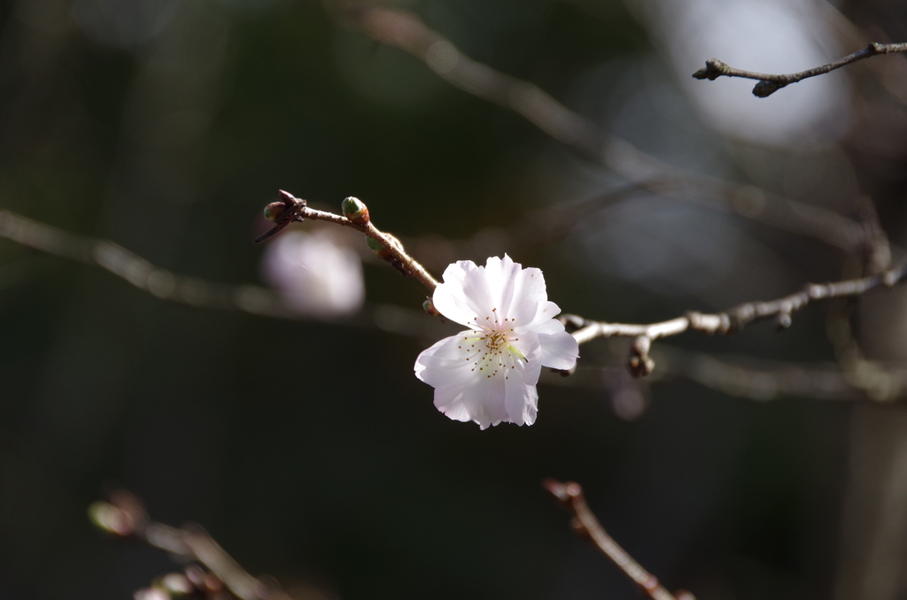 野草園の十月桜-1