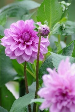 秋田のDahlia‐秘境