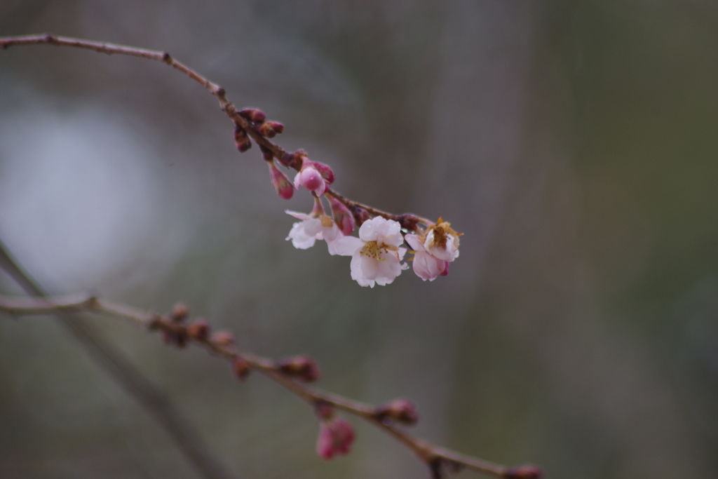 春の十月桜