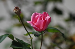 誕生日は薔薇の花を