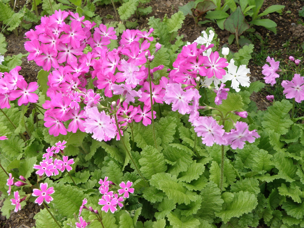 日本桜草