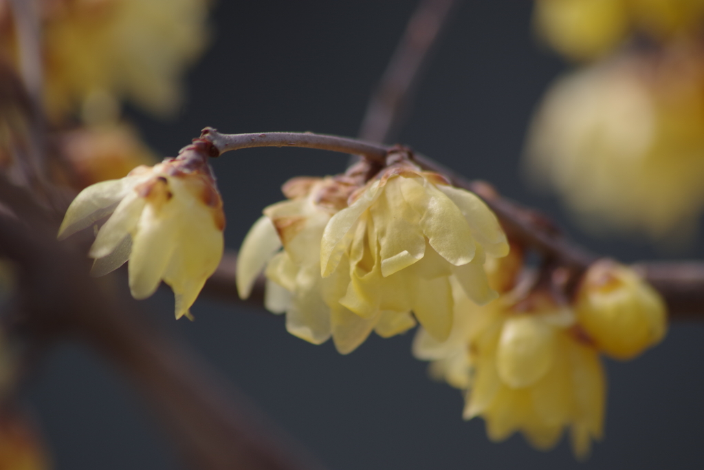 3月24日の蝋梅-1