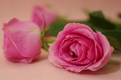 三本の薔薇-1