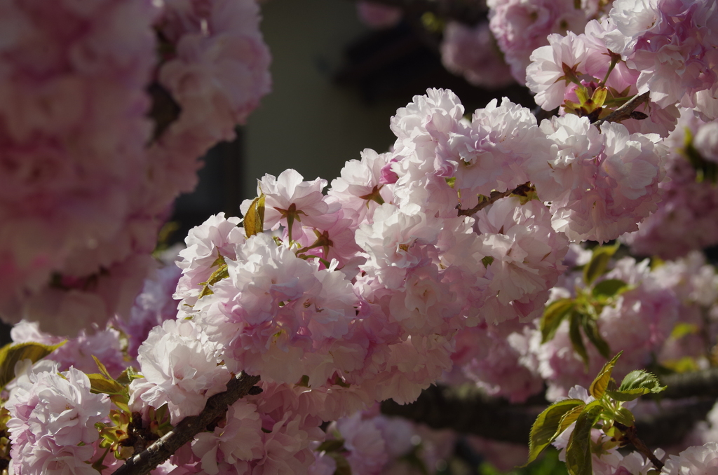 子安観音堂の桜-2