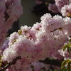 子安観音堂の桜-2