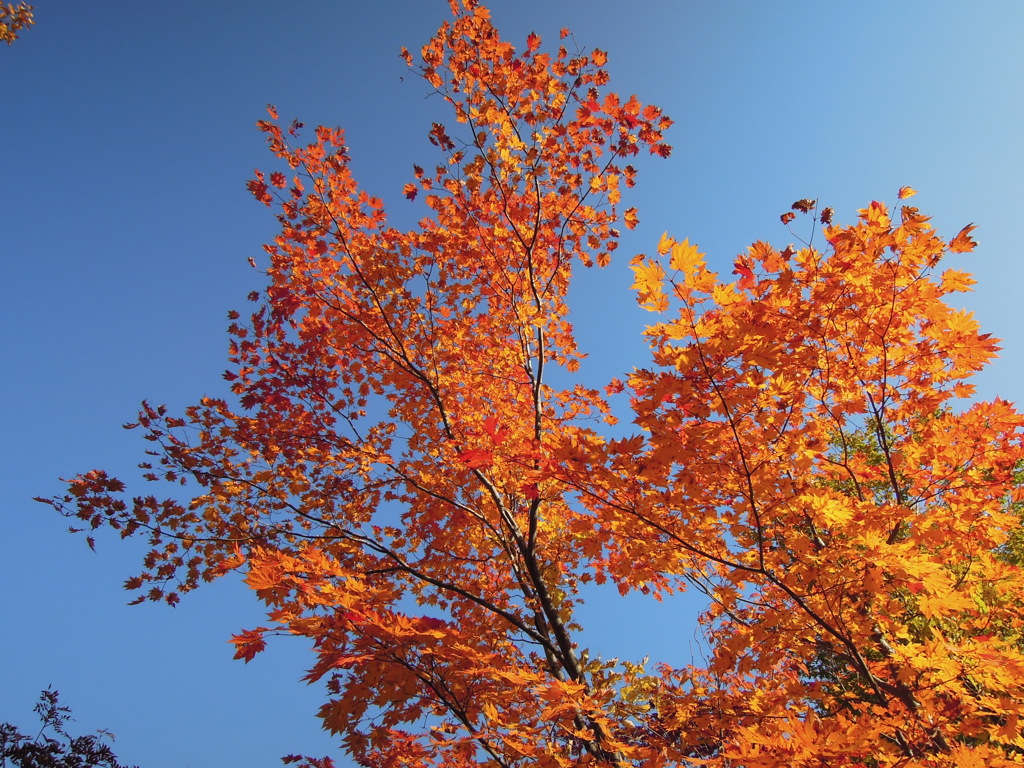 赤より紅く