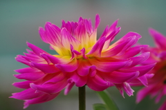 秋田のダリア‐2017新作34