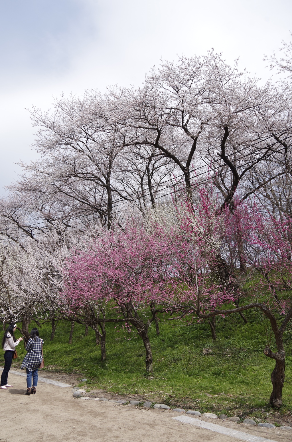 梅も桜も‐山形の春